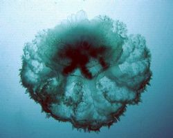 a graceful jelly... by Gordana Zdjelar 